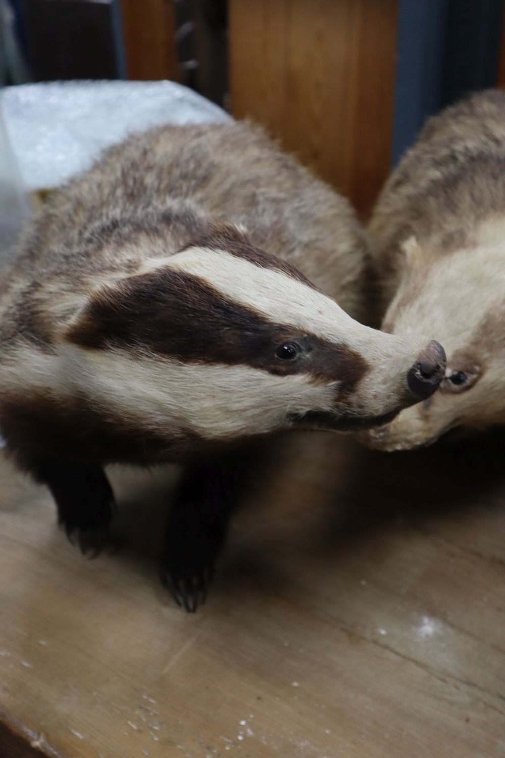 Four taxidermic badgers, largest 70cm